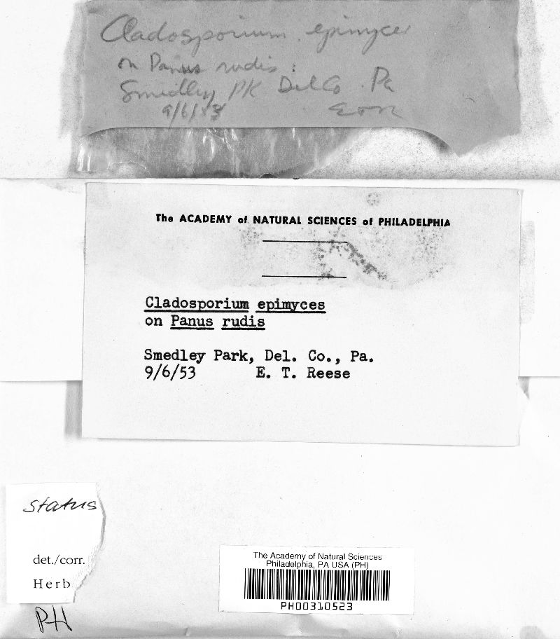 Cladosporium epimyces image