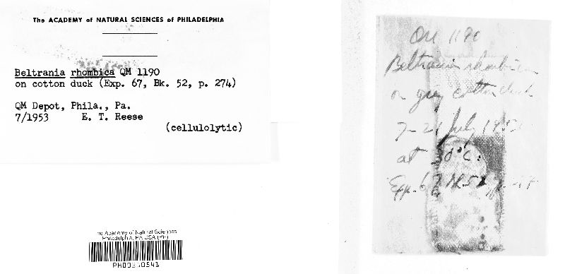 Beltrania rhombica image