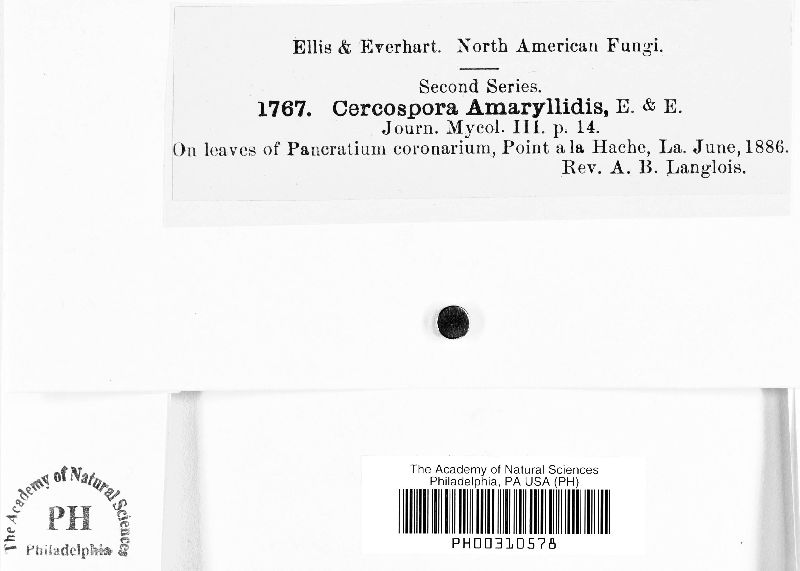 Cercospora amaryllidis image