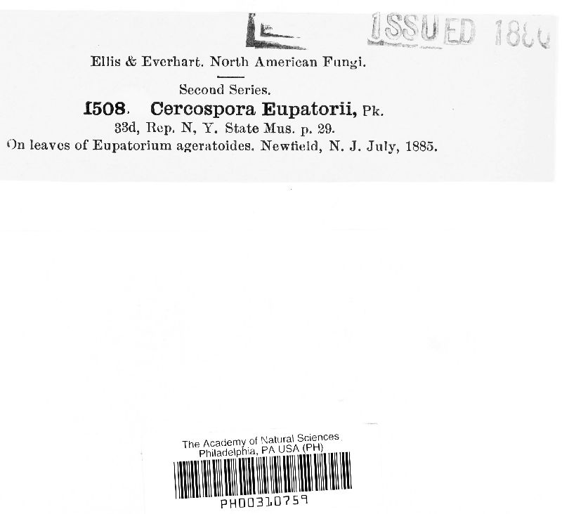 Cercospora eupatorii image
