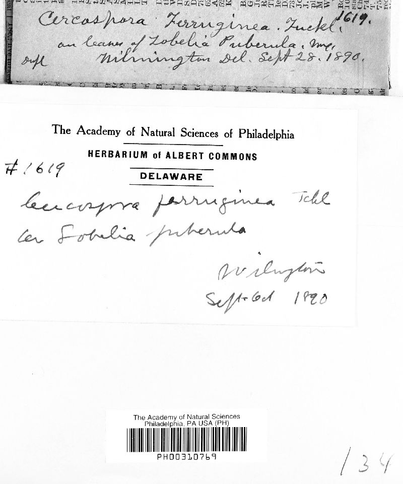 Passalora ferruginea image