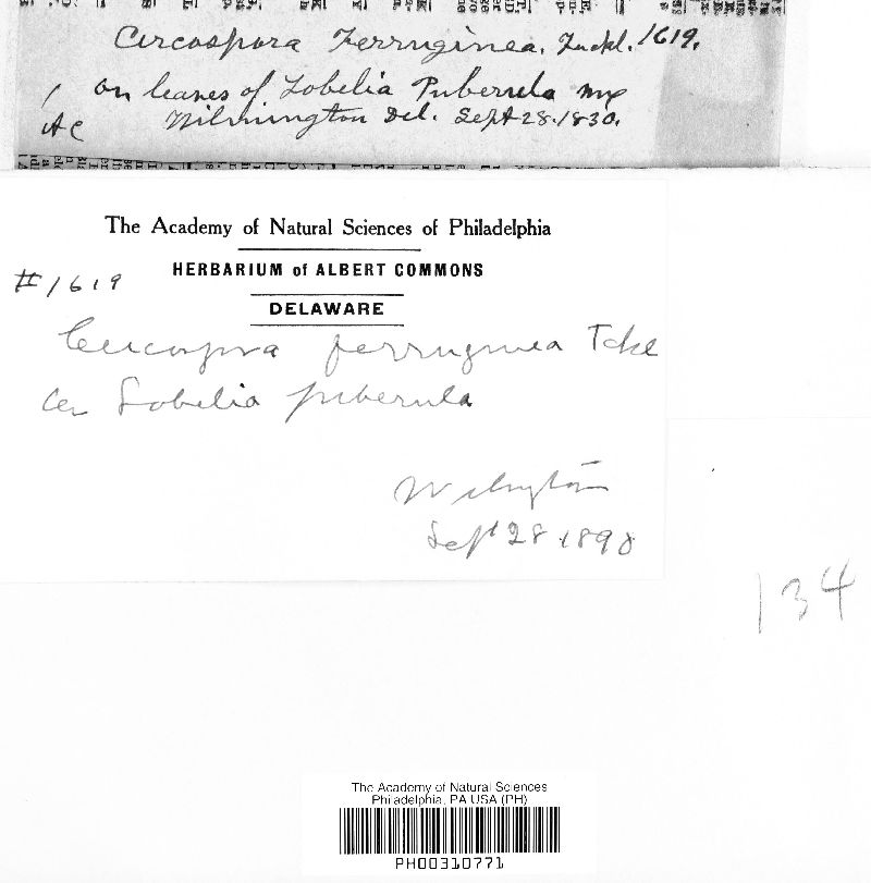 Passalora image