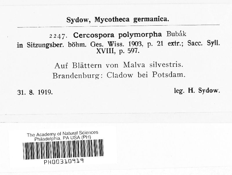 Cercospora polymorpha image