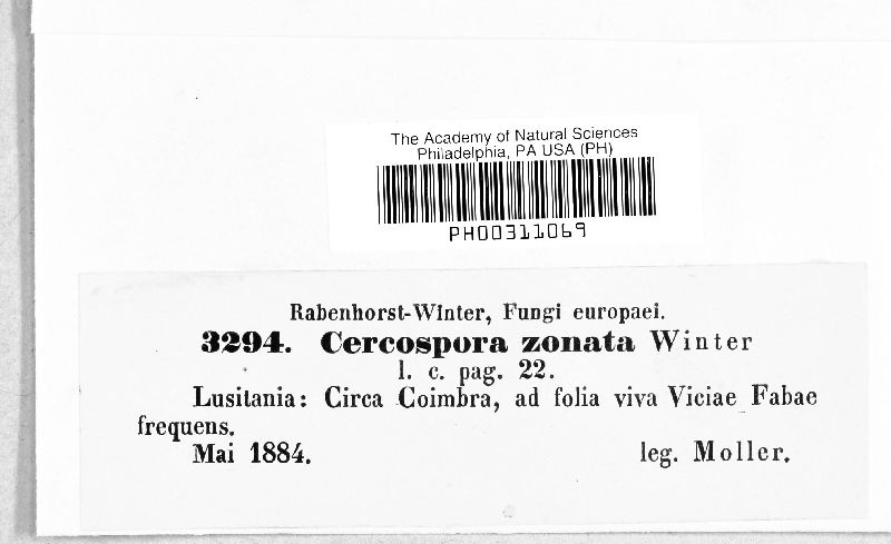 Cercospora zonata image