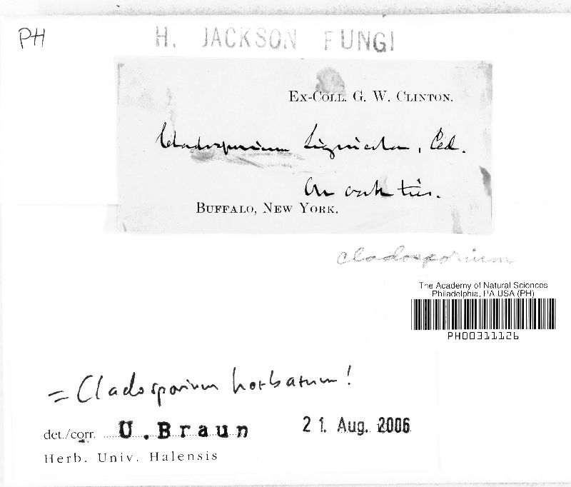 Cladosporium lignicola image