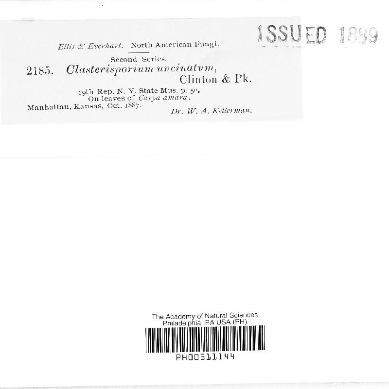 Clasterosporium uncinatum image