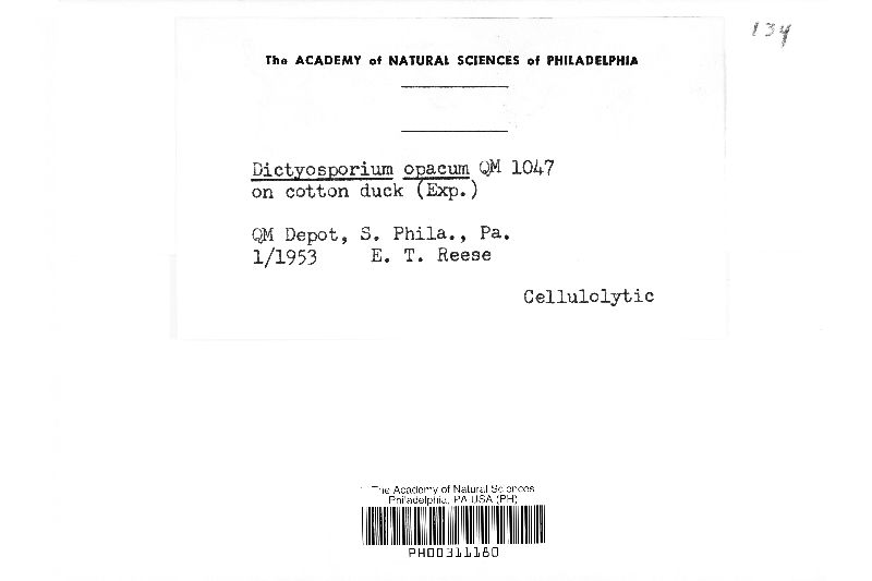 Dictyosporium opacum image