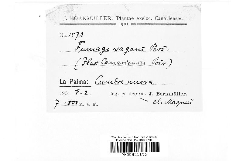 Leptoxyphium fumago image