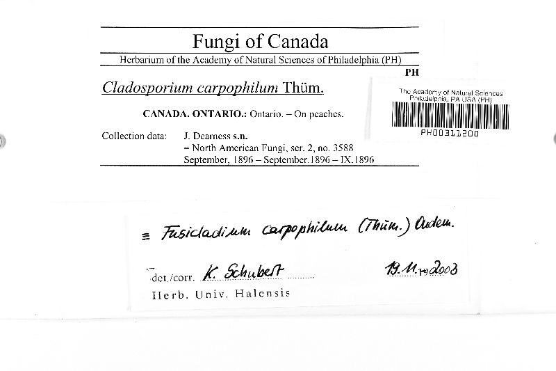 Venturia carpophila image