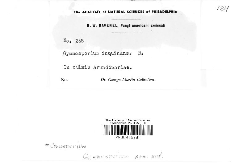 Gymnosporium inquinans image