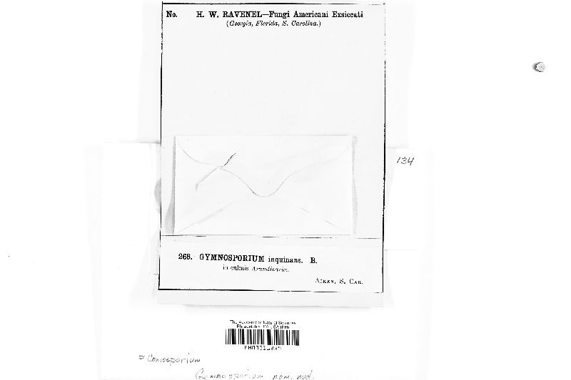 Gymnosporium inquinans image