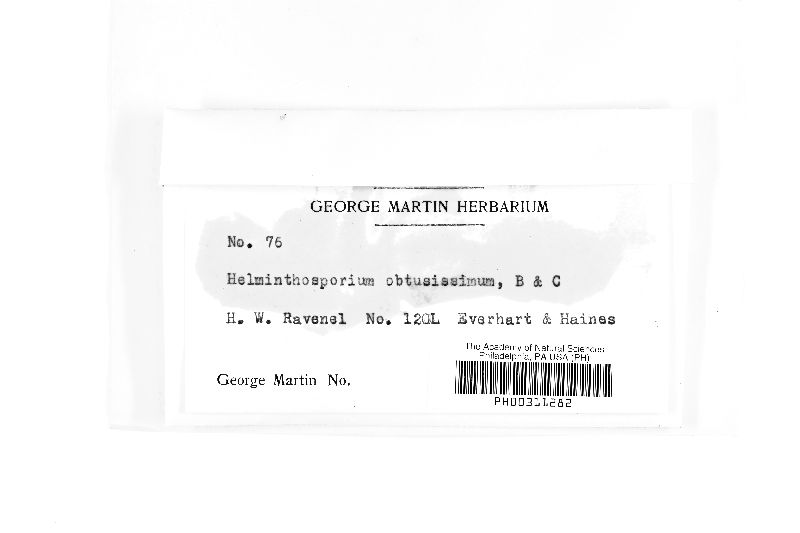 Helminthosporium obtusissimum image