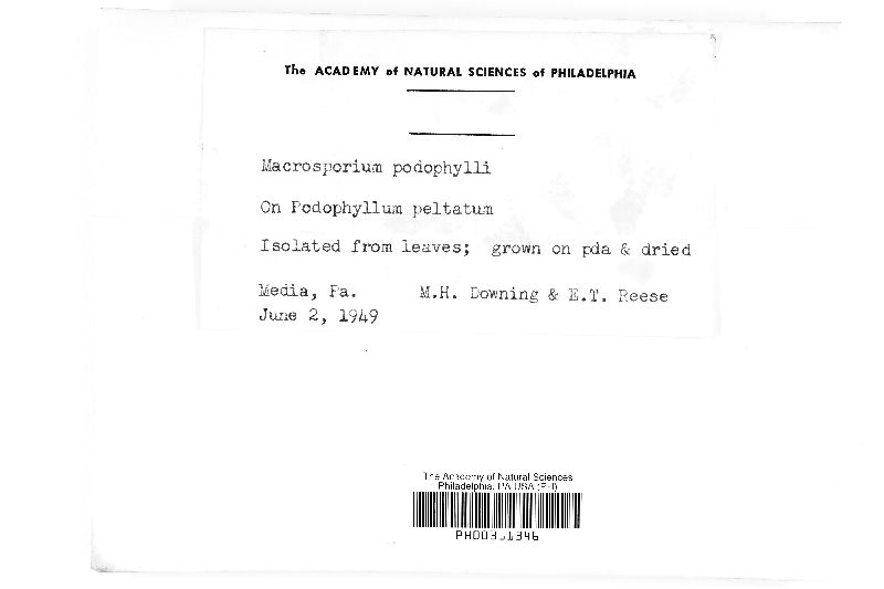 Macrosporium podophylli image