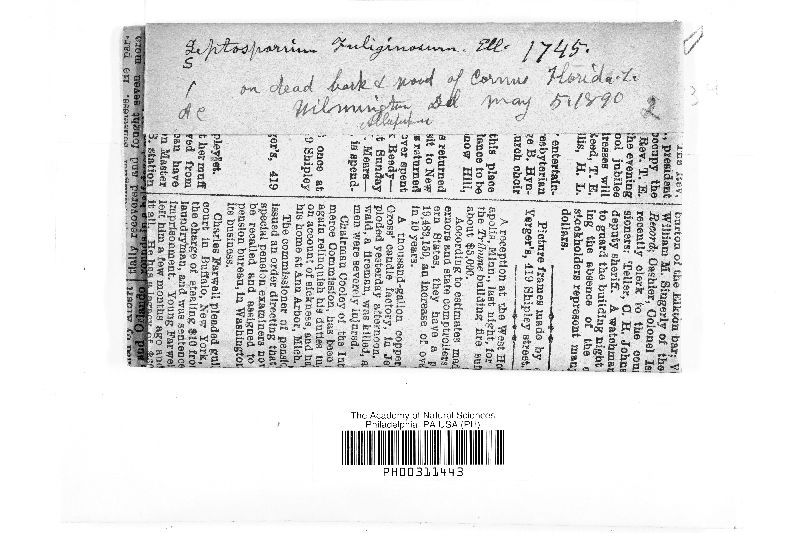 Septosporium fuliginosum image