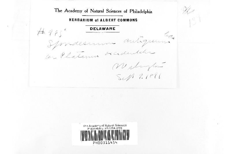 Monodictys antiqua image