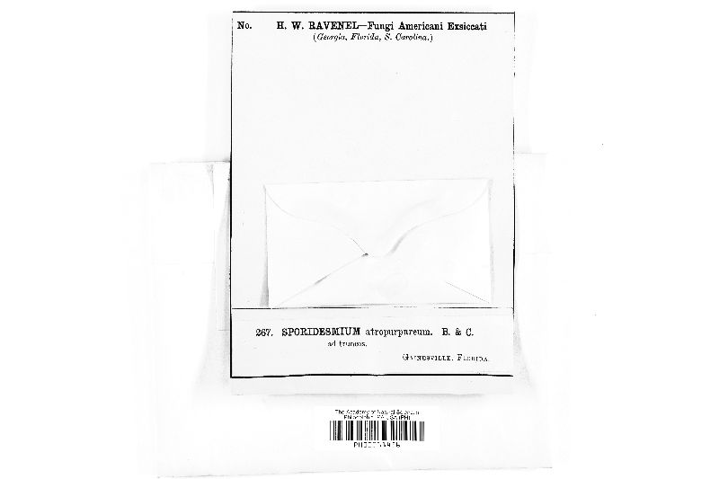 Sporidesmium atropurpureum image