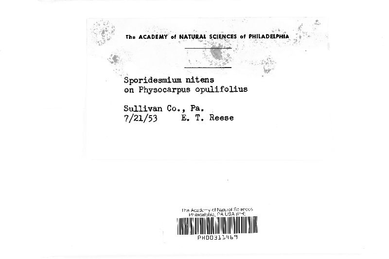 Sporidesmium nitens image