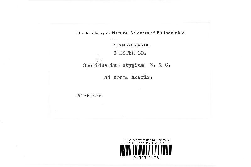Sporidesmium stygium image