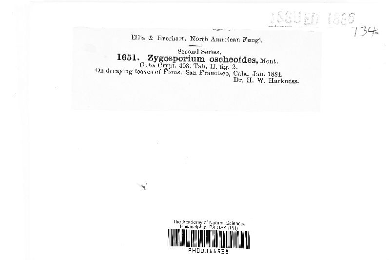 Zygosporium oscheoides image