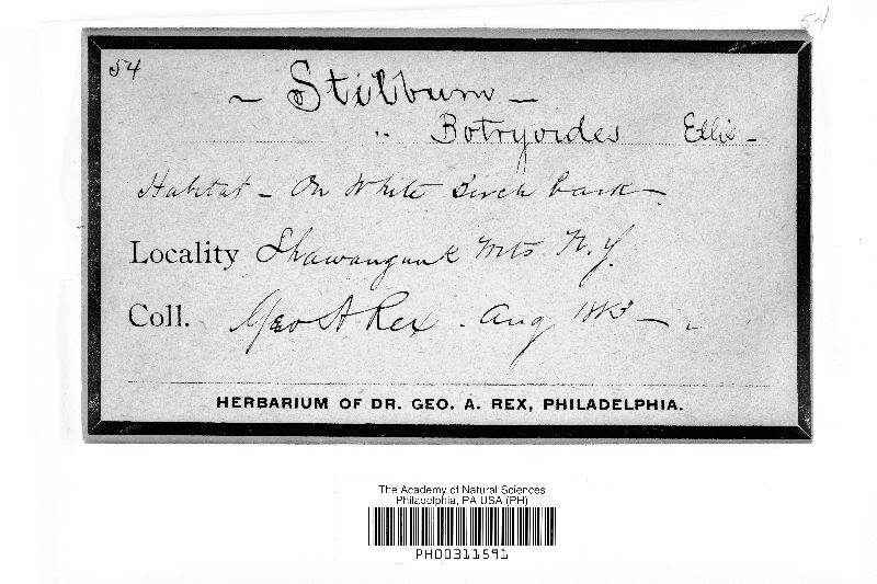 Stilbum botryonipha image