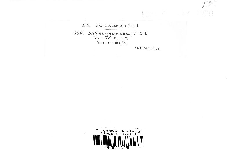 Stilbum parvulum image