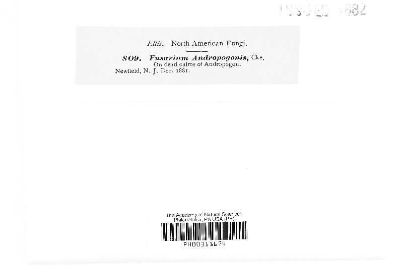 Fusarium andropogonis image