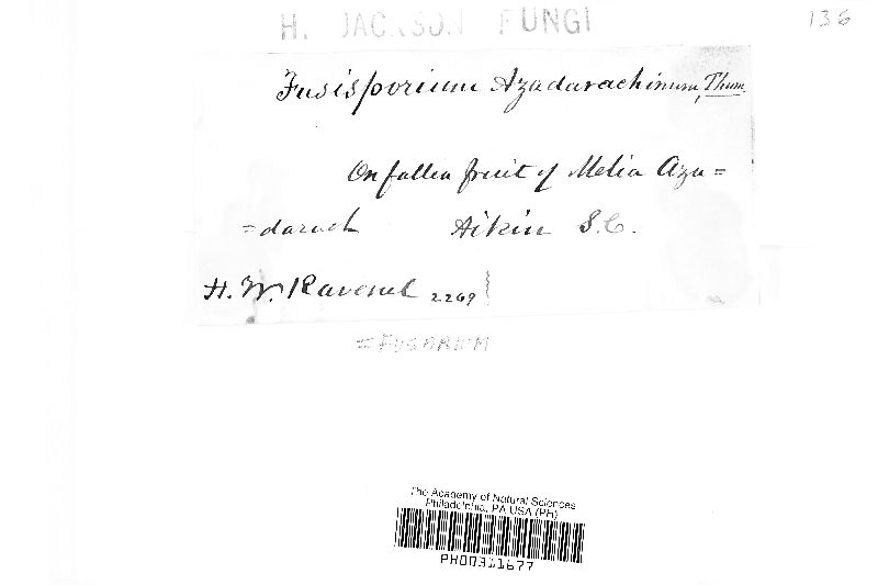 Fusisporium azedarachinum image