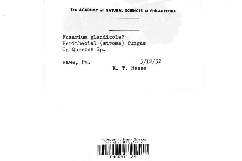 Fusarium glandicola image