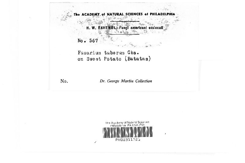 Fusarium tuberis image