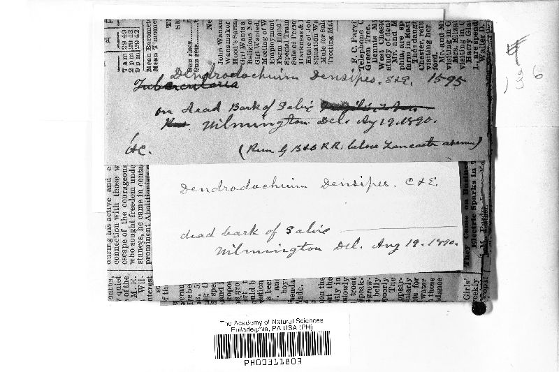 Dendrodochium densipes image