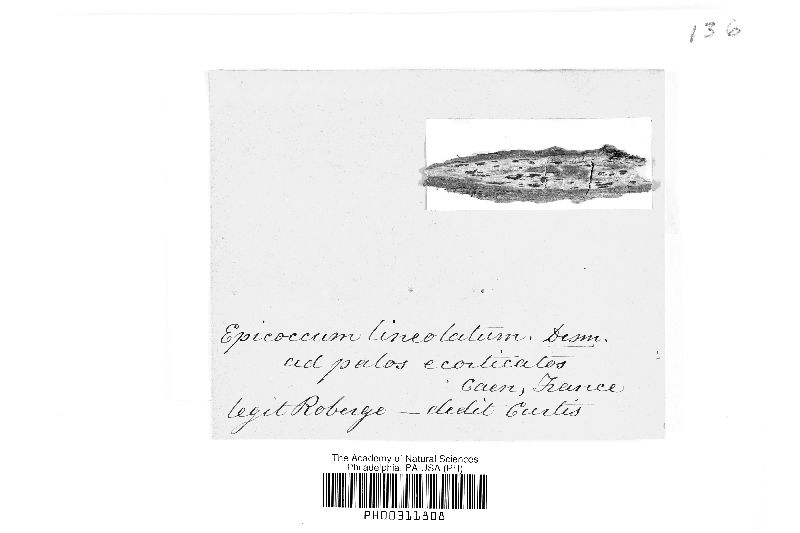Epicoccum lineolatum image