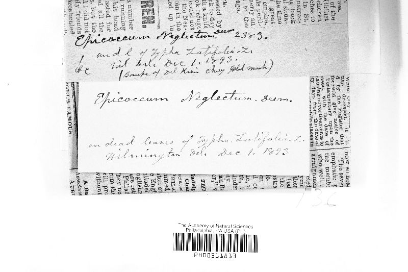 Epicoccum neglectum image