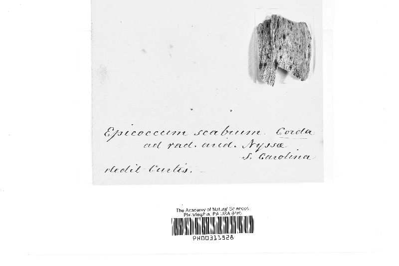 Epicoccum scabrum image