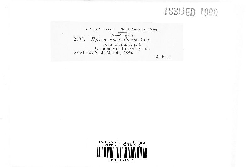 Epicoccum scabrum image