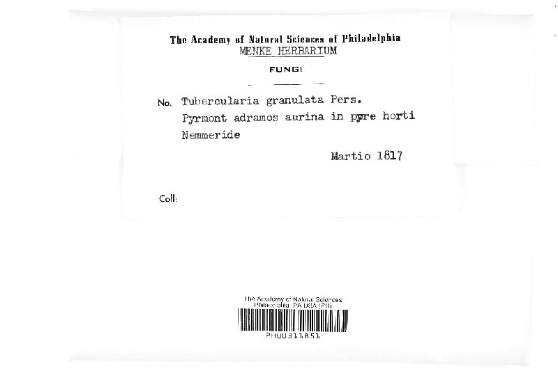 Tubercularia granulata image