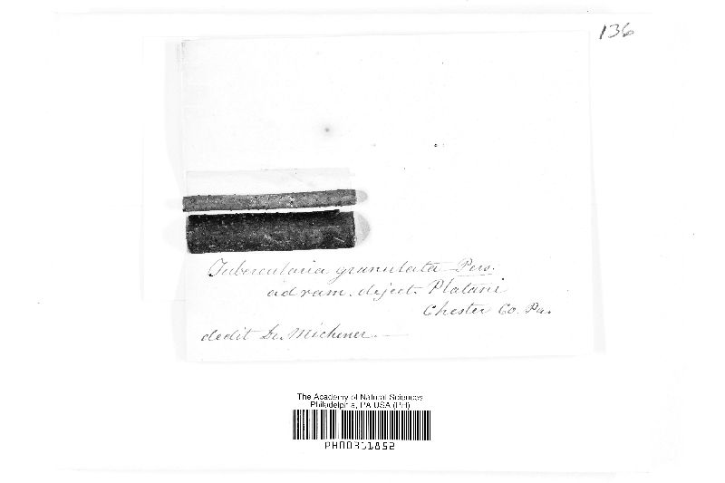 Tubercularia granulata image