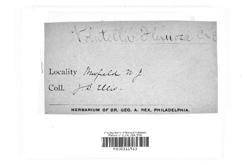 Volutella image