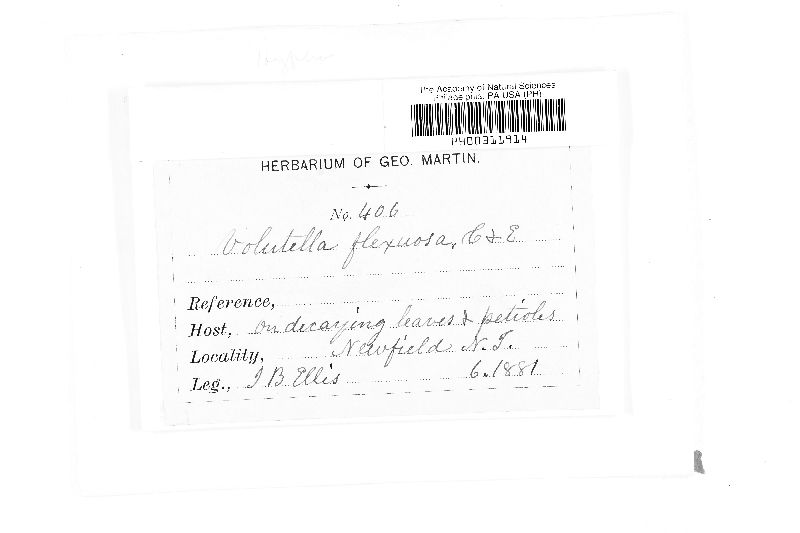 Volutella flexuosa image
