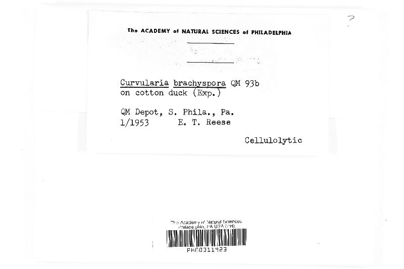 Curvularia brachyspora image