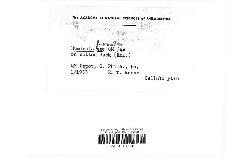 Humicola fuscoatra image