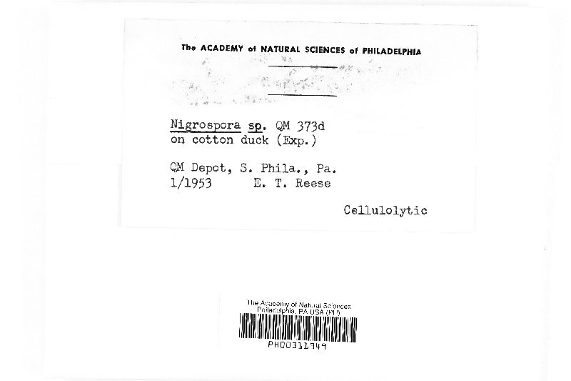 Nigrospora image