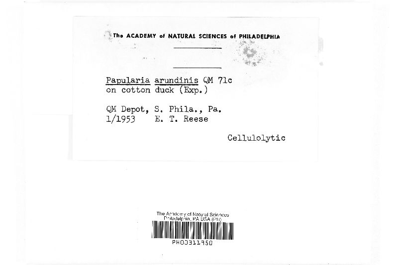 Apiospora montagnei image