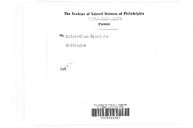 Sclerotium erysiphe image