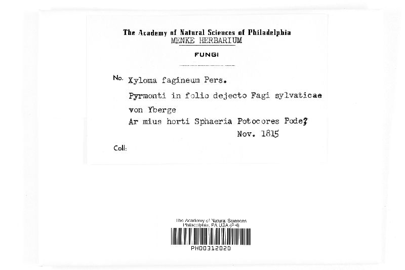 Xyloma fagineum image