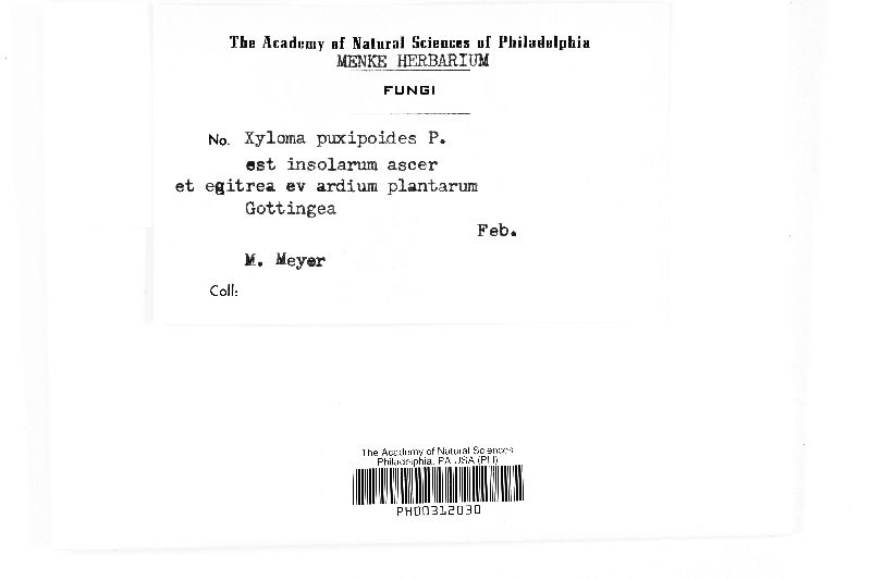 Xyloma pezizoides image