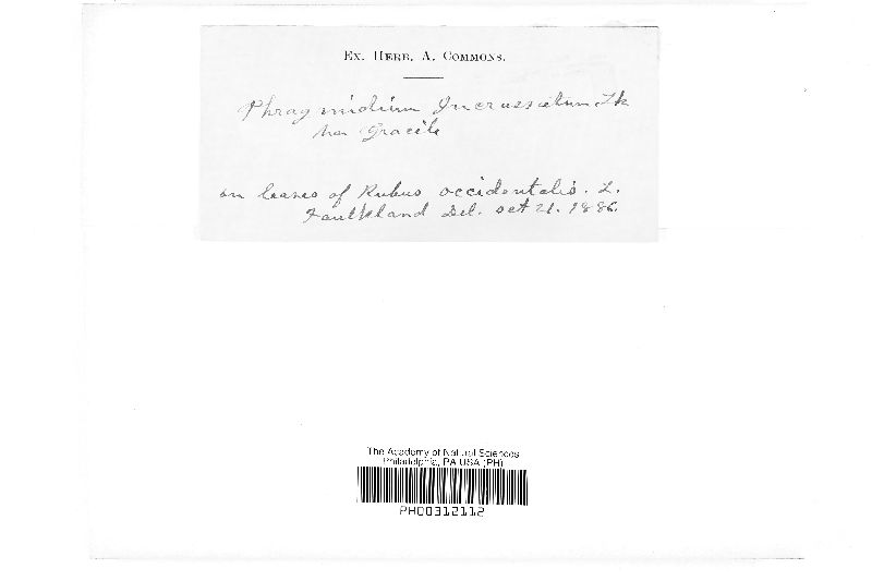 Phragmidium incrassatum var. gracile image