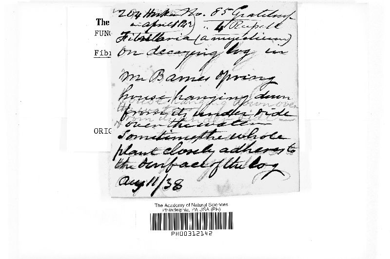 Fibrillaria image
