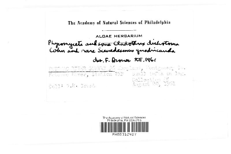 Phycomycites image