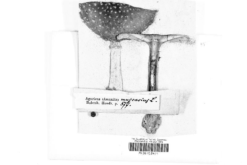Agaricus amanita image
