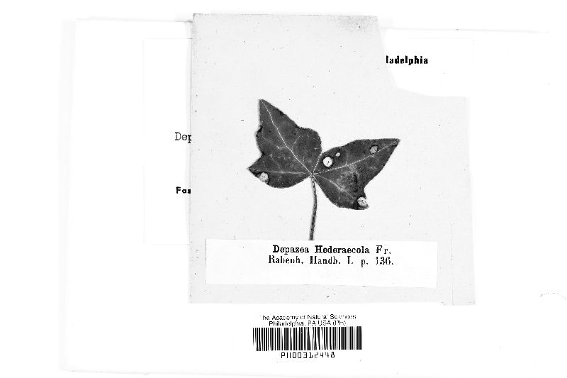 Depazea hedericola image